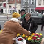 Vente de primevères