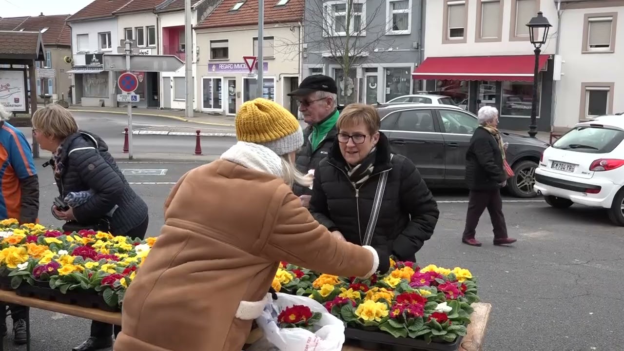 Vente de primevères