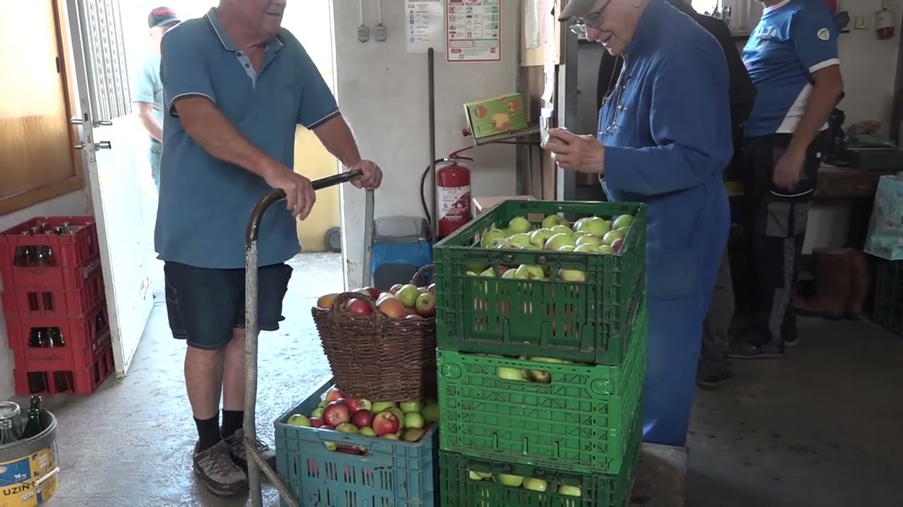 Pressage du jus de pomme